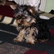 Posledn� pejsek Archie