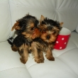 2 m�s�ce